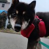 家族に迎えてください サムネイル2