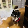 家族に迎えてください サムネイル4