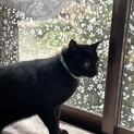 甘えん坊の2歳の黒猫男の子