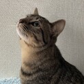 1歳のキジトラ元気な男の子