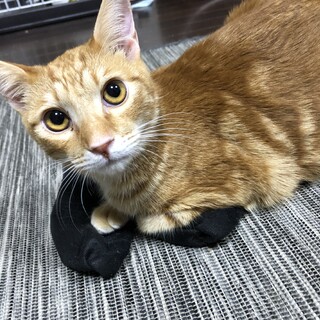 元気なイケメン茶トラ！タロくん♂