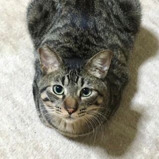 本当は甘えん坊　タクト