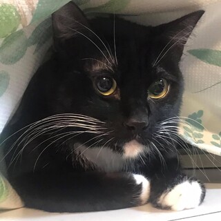 靴下猫オレオ♪