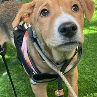 トライアル決定ヒューイ♂