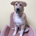 前足のドット柄がキュートなドットくん★♂４ヶ月半