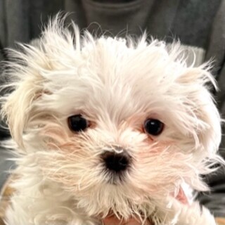 マルチーズの女の子