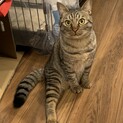 片脚無いですけど可愛い暴君王子様。文之助