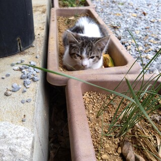 至急里親募集中！