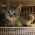 お問合せがあり一旦停止中です(あんときなこ)