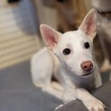 【怖がりの野犬の子犬】たくさん幸せになってほしい！