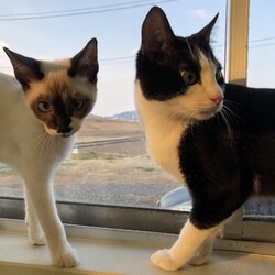 保護犬猫の譲渡会 in せとうちドッグパーク