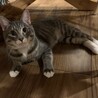 賢く活発。そしてと〜っても甘えん坊。純之助 サムネイル3