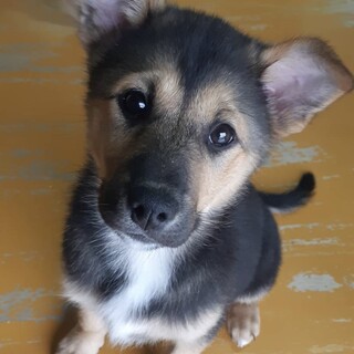 保健所からレスキューした子犬♀しーちゃん