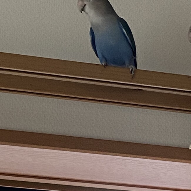 るっちゃん1028のカバー写真