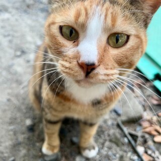 びっこを引きつつ頑張ってずっとのおうちを待ってます