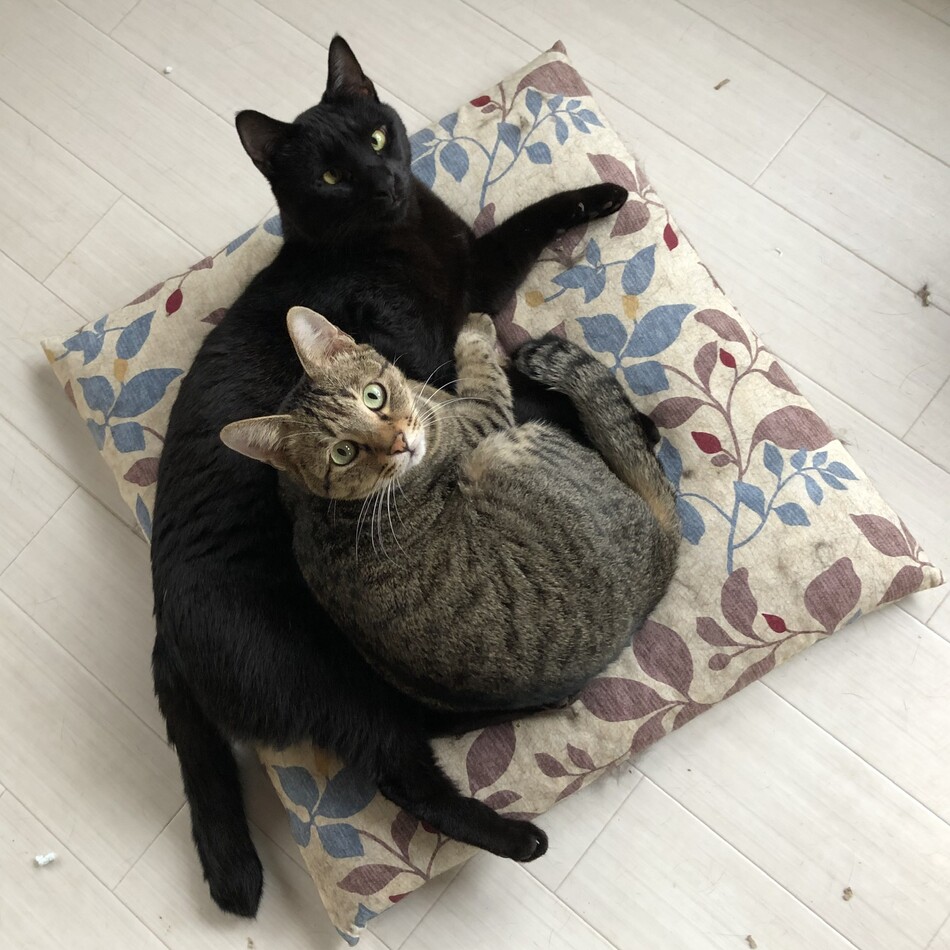 ツキのカバー写真