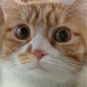 急募！ミヌエットの里親になってください
