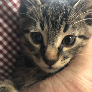 子猫の里親を募集します。