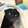 アラブの大富豪ツキ