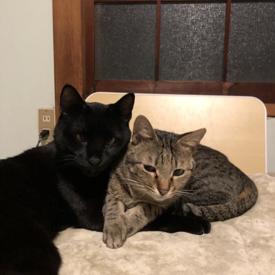 オモチのカバー写真