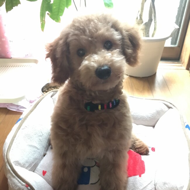 りさムツのカバー写真