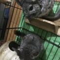 ！応募殺到の為一時停止！