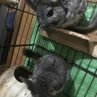 ！応募殺到の為一時停止！