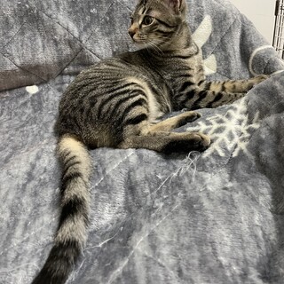 スレンダー美少女おこげちゃん