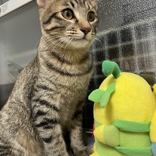 甘えん坊な毛色の薄い　うす茶くん