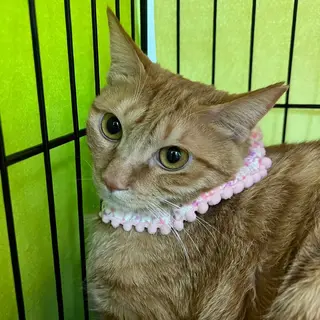 愛くるしいりおちゃん☆一歳