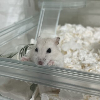 プディングジャンガリアンハムスター　女の子