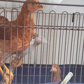 ニワトリ　もみじ　メス3羽