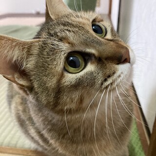 人間が好き♡キジトラの女の子