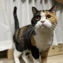 人が大好きな三毛猫さん♬