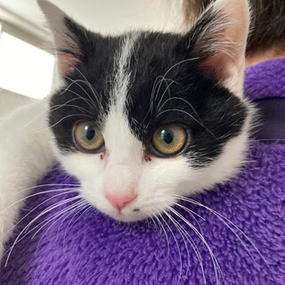 ■ゴロゴロおちび かんちゃん募集一時ストップします