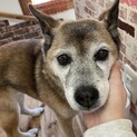 穏やかなシニア犬、茶子ちゃん
