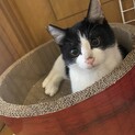 ハチワレのもちもちボディ ゴンチャロフくん