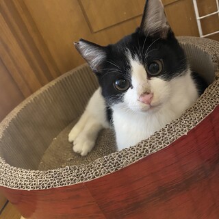 ハチワレのもちもちボディ ゴンチャロフくん