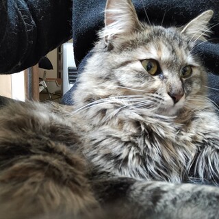 生後一年未満の保護猫です