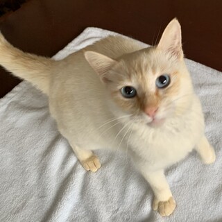 シャム猫風　人懐っこい超甘えん坊の男の子です