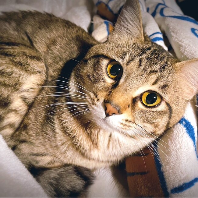 レレゾネスのカバー写真