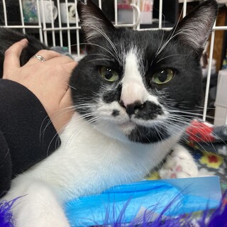 甘えん坊のハッピーくん！ハチワレ白黒