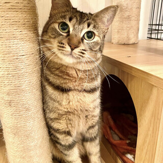 【4/9東銀座】桔梗ちゃん1歳♪