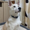 人好き❤︎犬好き❤︎犬初心者の方にもおすすめの子