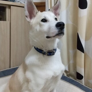 人好き❤︎犬好き❤︎犬初心者の方にもおすすめの子