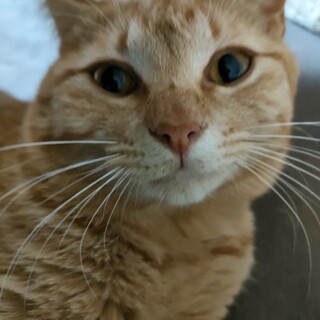 生後一年くらいの保護猫♂です