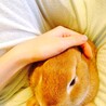 うさぎのエミリー