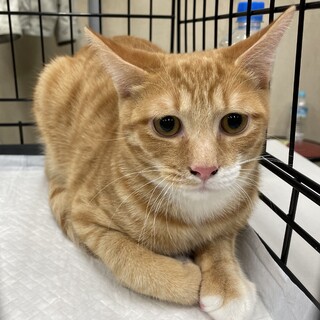 綺麗なオレンジ⭐︎困り顔がcute茶白りき君