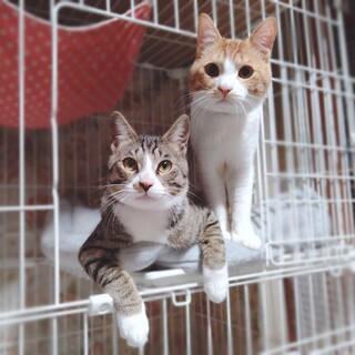 元気な甘えん坊☆おかか君＆こんぶ君