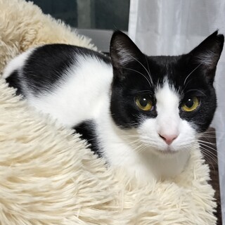 好奇心いっぱい　キュートな牛柄　桃ちゃん！